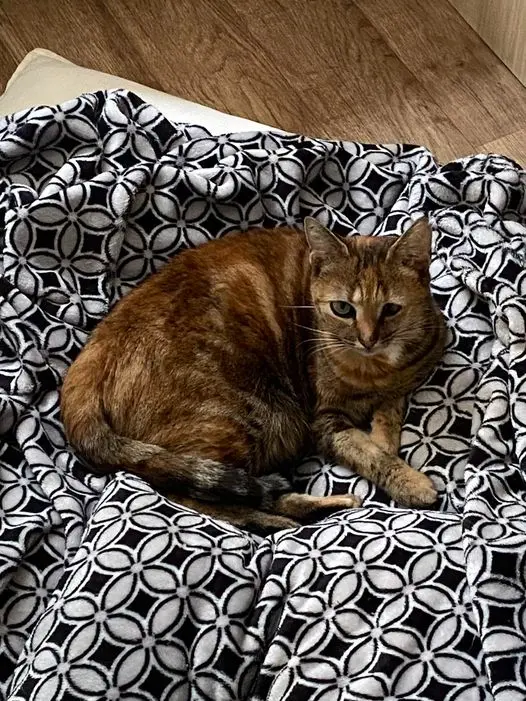 Chatte Perdue 41 Loir-et-Cher - Chasta Chatte Perdue 41 Loir-et-Cher - Chasta