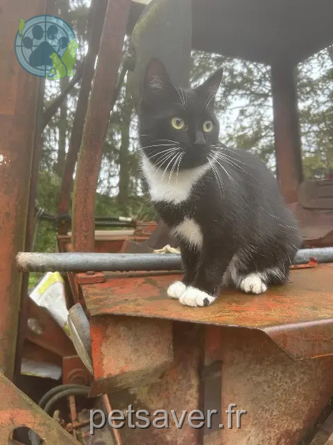 chatte reunited   41300 Pierrefitte-sur-Sauldre Demeter