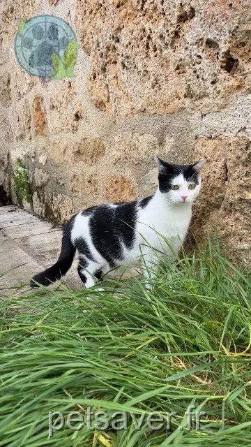 chatte reunited 41600 Chaumont-sur-Tharonne Effy