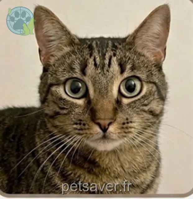 chatte reunited   41230 Soings-en-Sologne Flocon