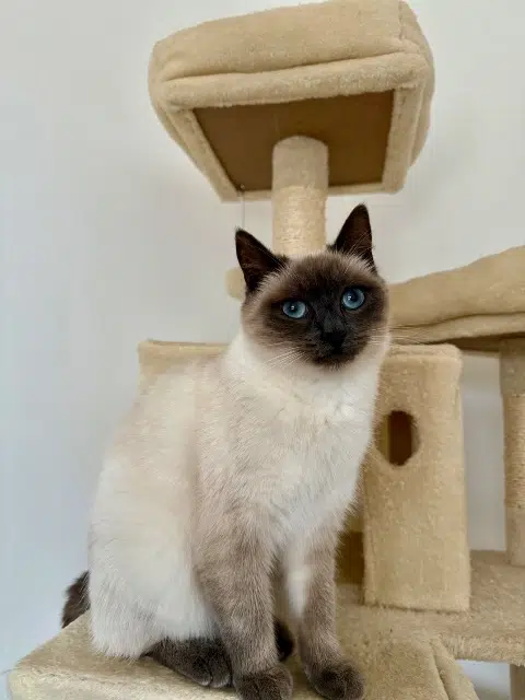 chatte reunited   41400 Pontlevoy Ivy