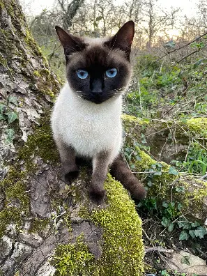 Chatte Perdue 41 Loir-et-Cher - Joey Chatte Perdue 41 Loir-et-Cher - Joey