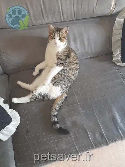 chatte reunited   41500 La Chapelle-Saint-Martin-en-Plaine Mira