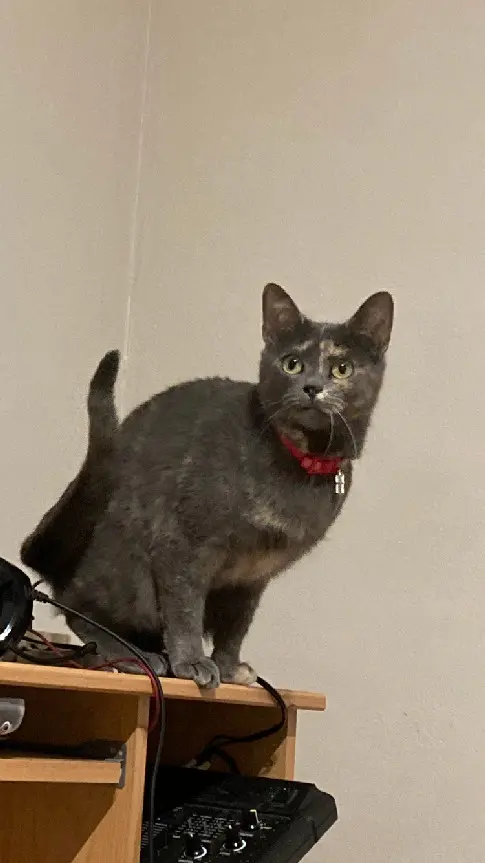 Chatte Perdue 41 Loir-et-Cher - Molly Chatte Perdue 41 Loir-et-Cher - Molly