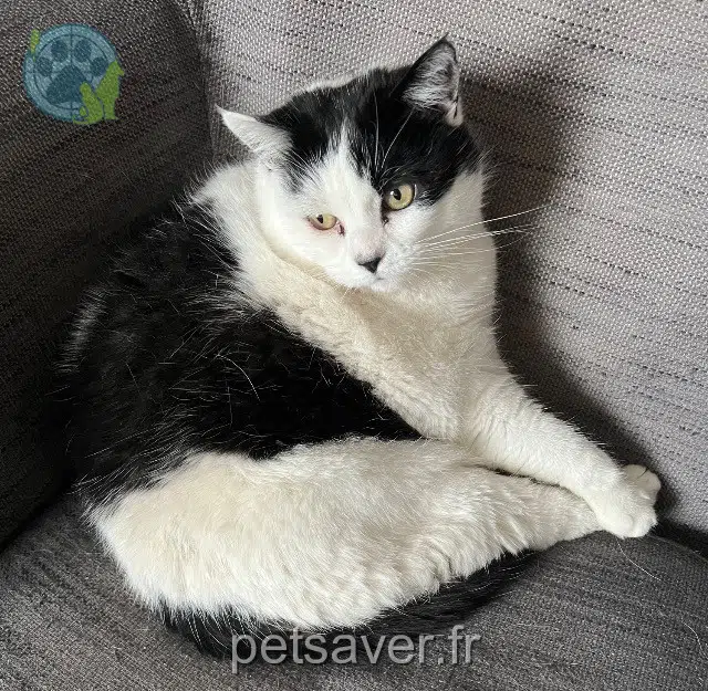 Katze reunited 41190 Herbault Navette
