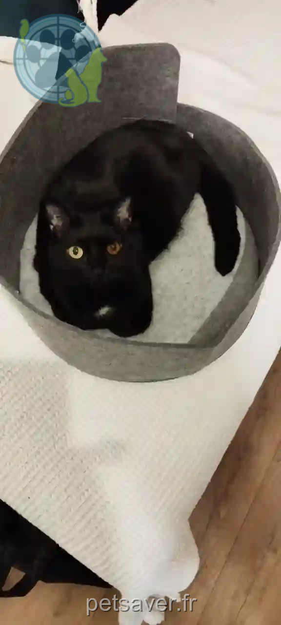 Chatte Trouvée 41 Loir-et-Cher - Poussine Chatte Trouvée 41 Loir-et-Cher - Poussine