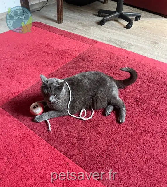 Katze reunited   41300 Salbris Rusty