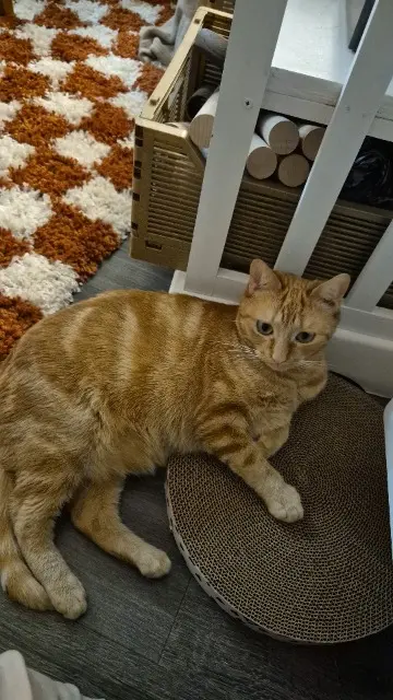 chatte reunited   41150 Valloire-sur-Cisse Isis