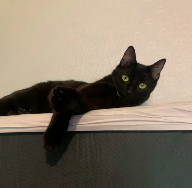 chatte reunited   41000 Blois Vicki