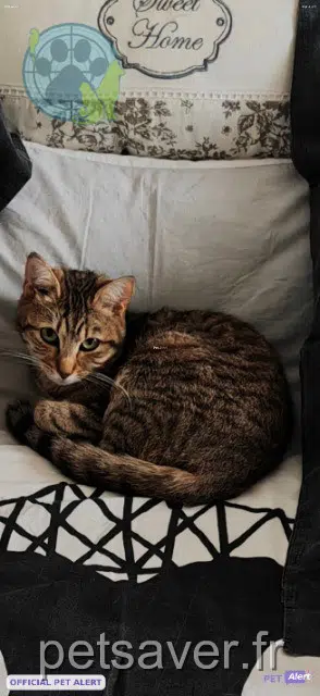 chatte reunited   41100 Pezou Violette