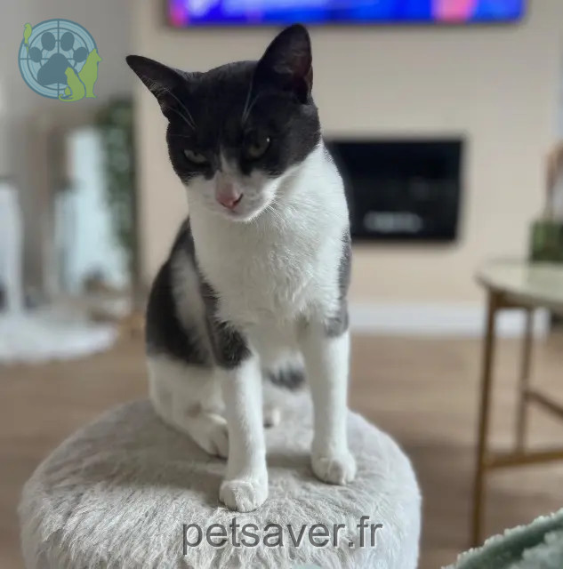 chatte reunited 41250 Mont-près-Chambord Volte