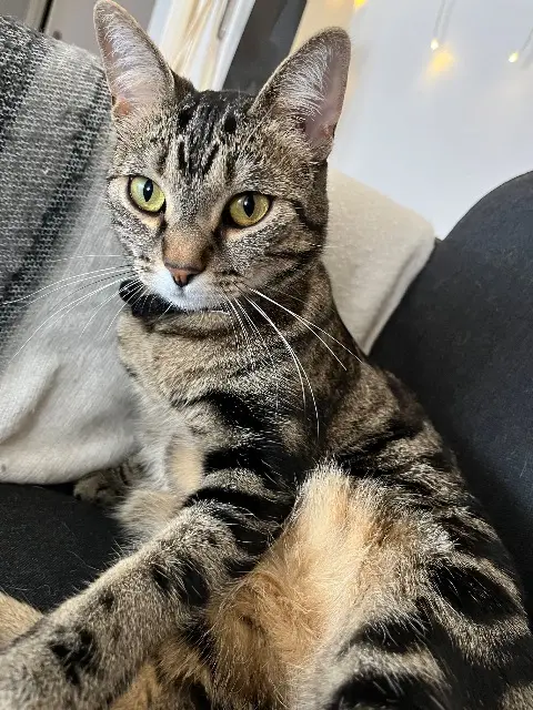 chatte reunited   41000 Blois Zaina
