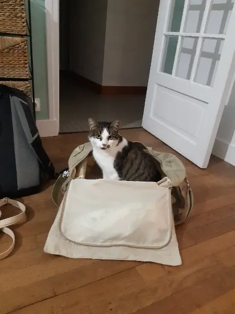 chatte reunited   41120 Candé-sur-Beuvron Zélie