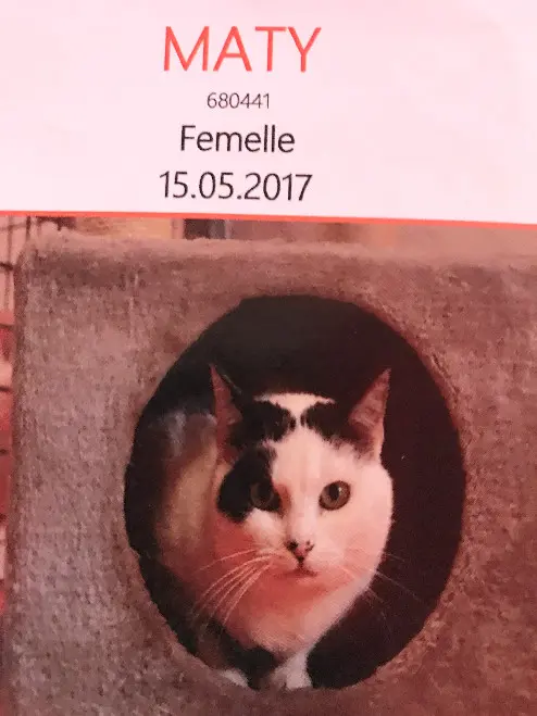 Chatte Trouvée 41 Loir-et-Cher Chatte Trouvée 41 Loir-et-Cher