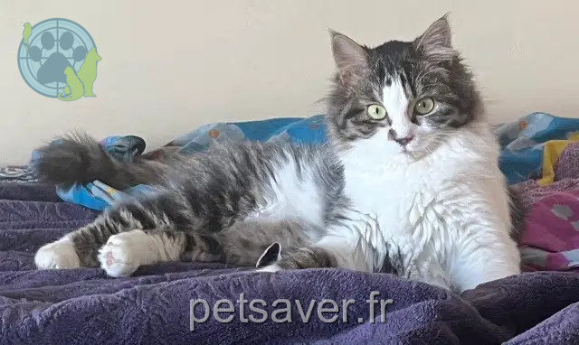 chatte reunited 42420 Lorette Abhysse
