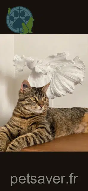 chatte reunited   42800 Rive-de-Gier Alba