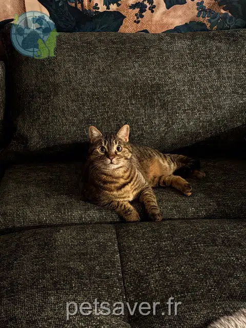 chatte reunited   42800 Rive-de-Gier Alba
