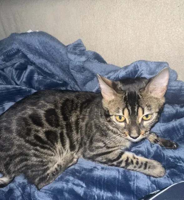 chatte reunited   42400 Saint-Chamond Asia