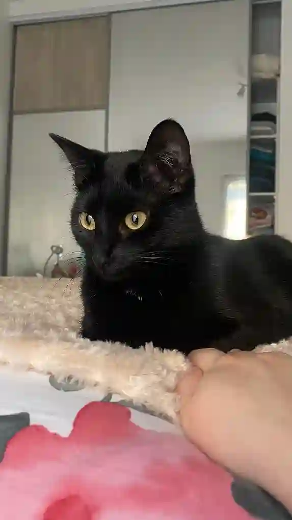 Chatte Trouvée 42 Loire - Boulette Chatte Trouvée 42 Loire - Boulette