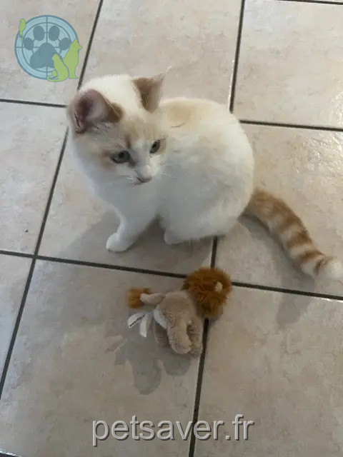chatte reunited 42240 Saint-Paul-en-Cornillon Flocon