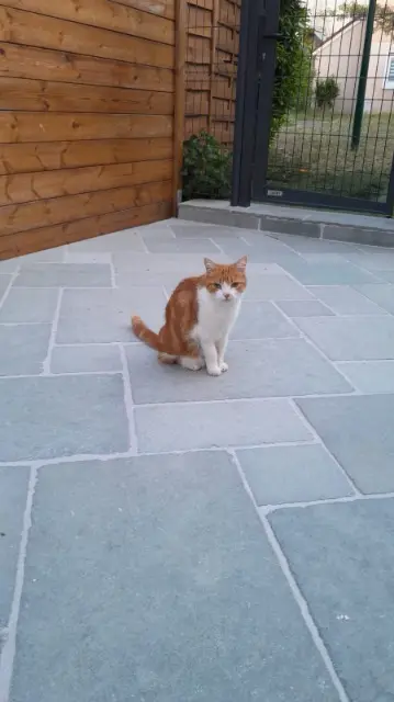 chatte reunited   42740 Saint-Paul-en-Jarez Luna