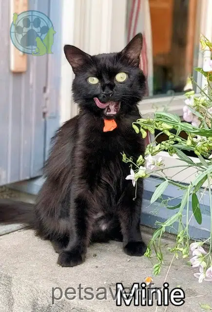 gata reunited   42130 Boën-sur-Lignon Minie