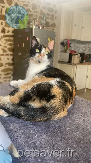 chatte reunited 42120 Le Coteau Nala