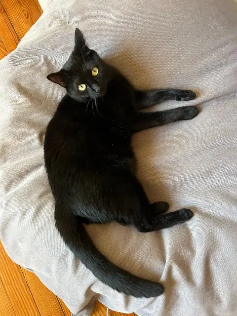 chatte reunited   42800 Rive-de-Gier Pi
