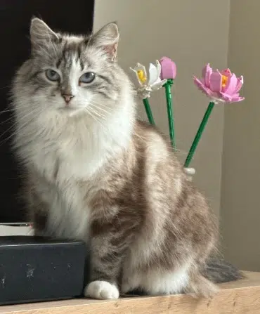 chatte reunited    Saint-Étienne Louve