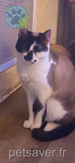 chatte reunited    Saint-Étienne Rose