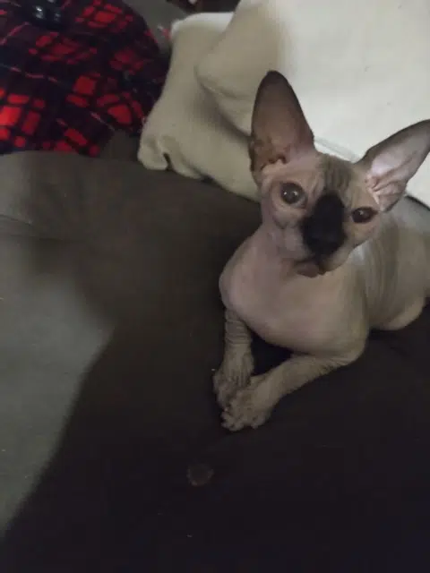 chatte reunited    Saint-Étienne Isis