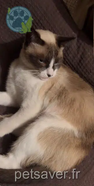 chatte reunited Saint-Étienne Jasmine