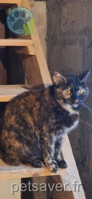 chatte reunited   43330 Pont-Salomon Minette