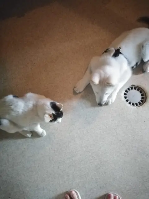 chatte reunited   43260 Saint-Pierre-Eynac Miss