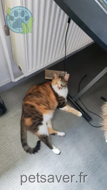 chatte reunited   43320 Sanssac-l'Église Ravioli