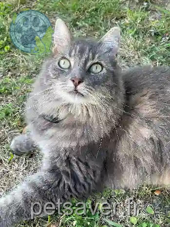 Chatte Trouvée 44 Loire-Atlantique - Aimy Chatte Trouvée 44 Loire-Atlantique - Aimy