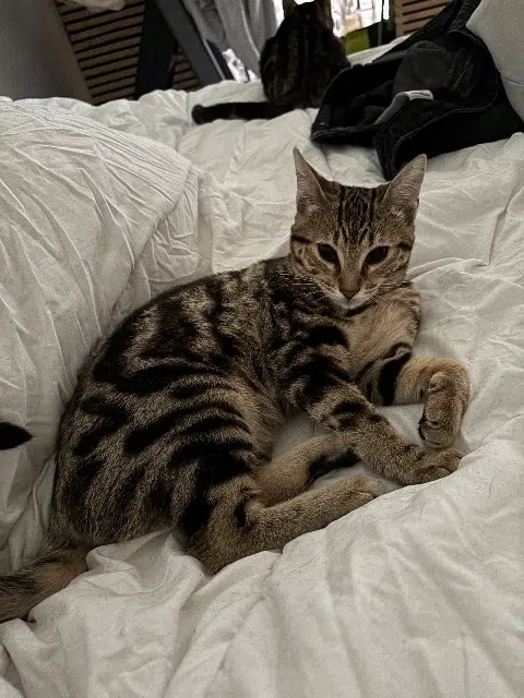 chatte reunited   44260 La Chapelle-Launay Aloha