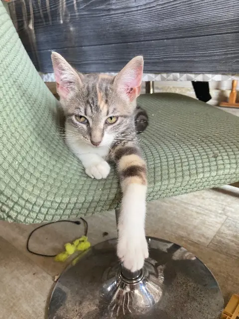 chatte reunited   44460 Saint-Nicolas-de-Redon Alya