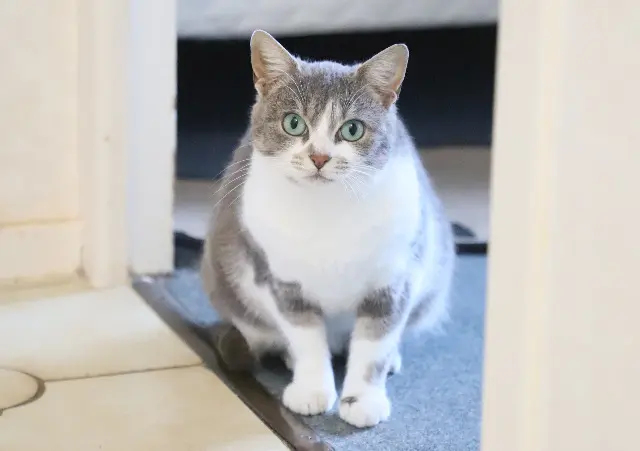 chatte reunited   44240 Sucé-sur-Erdre Ashka