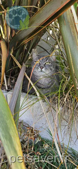 chatte reunited   44470 Carquefou Astra