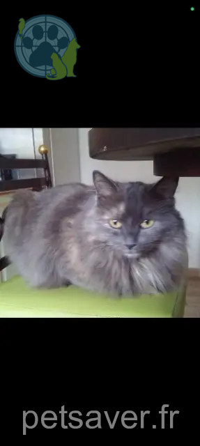 chatte reunited   44510 Le Pouliguen Attila
