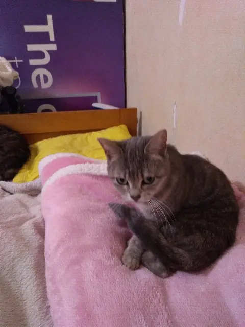 chatte reunited   44630 Plessé Boulette