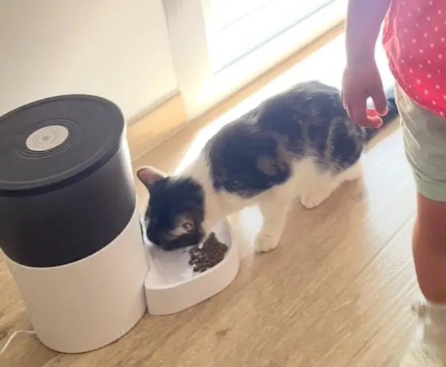 chatte reunited   44330 Vallet Cacahouète