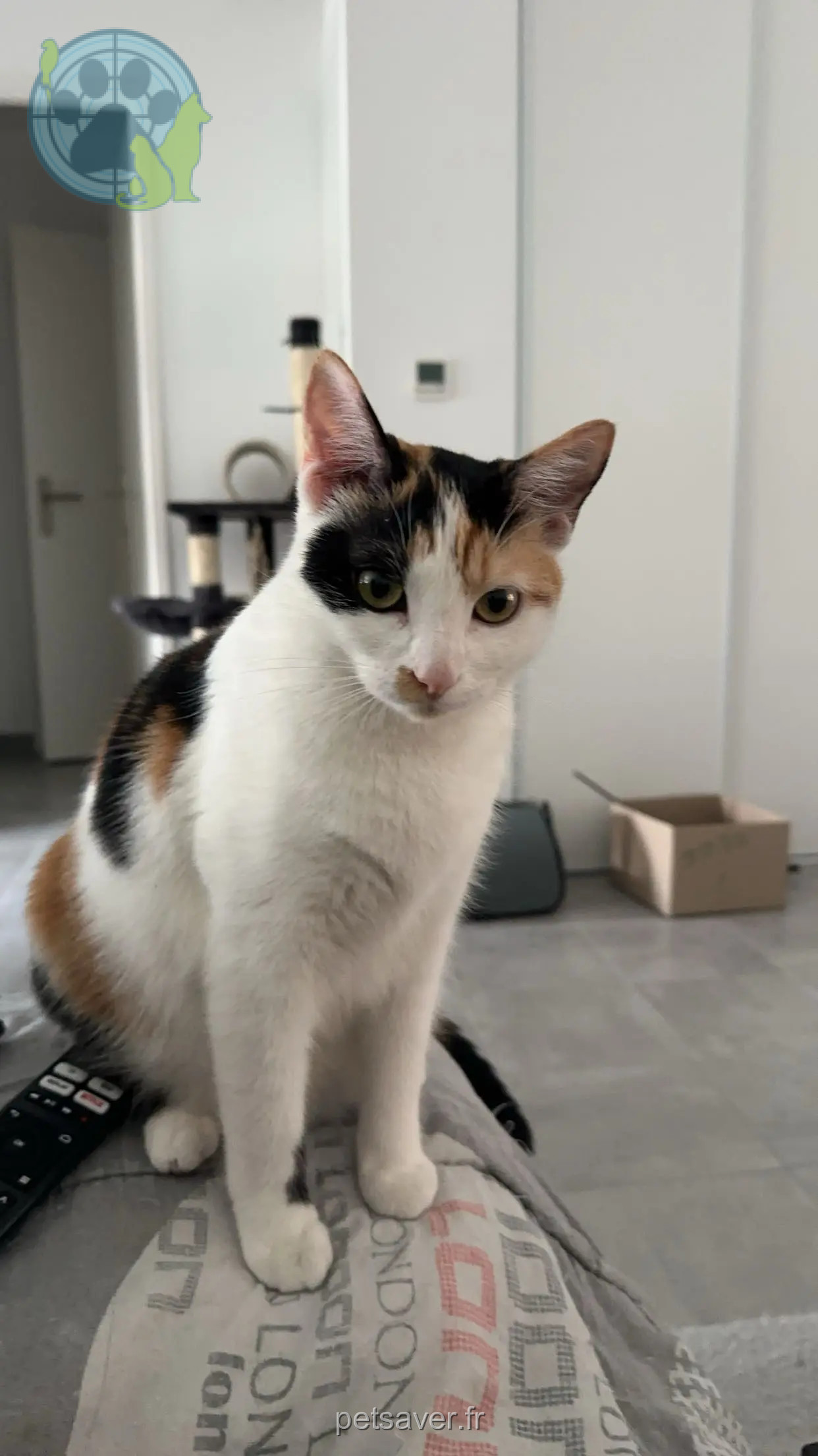 Chatte Perdue 44 Loire-Atlantique - Caramel Chatte Perdue 44 Loire-Atlantique - Caramel
