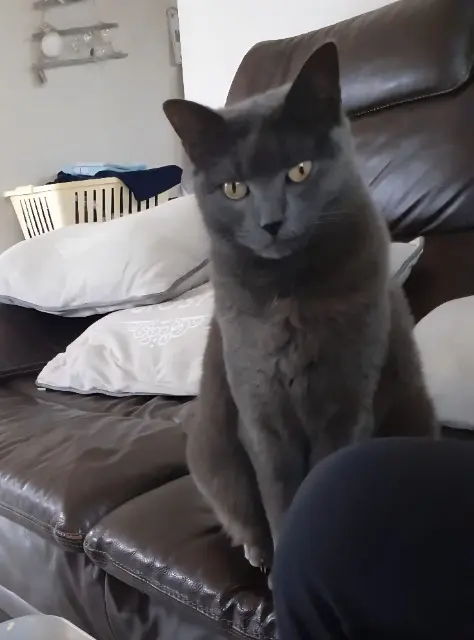 chatte reunited    Chaumes-en-Retz Malice