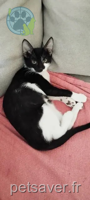 Katze reunited   44240 La Chapelle-sur-Erdre Chido