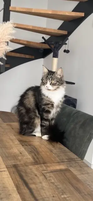 chatte reunited   44260 Savenay Croquette