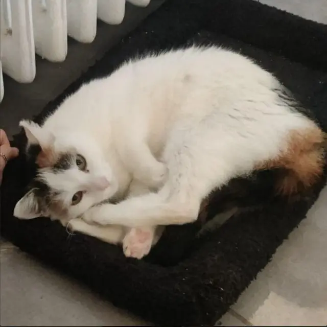 chatte reunited   44220 Couëron Eris