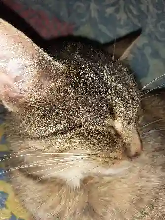 Chatte Perdue 44 Loire-Atlantique - Frimousse Chatte Perdue 44 Loire-Atlantique - Frimousse