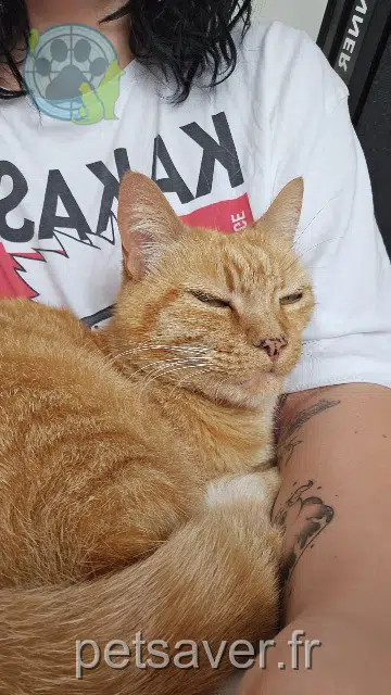 cat reunited   44580 Villeneuve-en-Retz Icy
